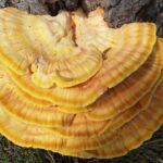 reishi mushroom - Functional Mushrooms and their benefits